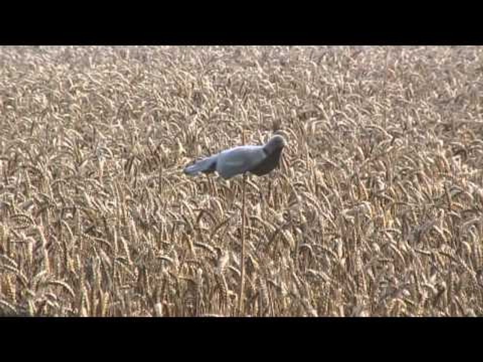 Fieldsports Britain - Pigeons, helice, pheasants and fallow