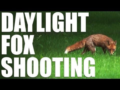 Daylight foxing with a bonus buck