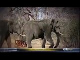 Fieldsports Channel News - TV star fired for shooting elephant