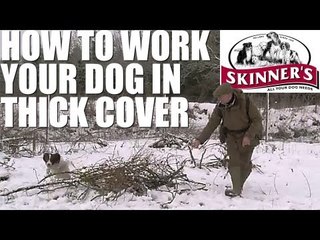 Gundog training tips - How to work your dog in thick cover