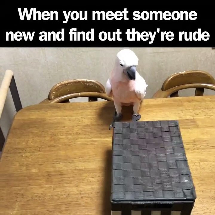 Tu viens libérer ton pote le chat et il te met un coup de patte... Pas cool