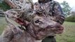 Fieldsports Britain - Fallow buck in a tangle + Hampshire foxes + calling muntjac