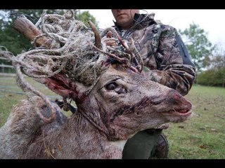 Fieldsports Britain - Fallow buck in a tangle + Hampshire foxes + calling muntjac