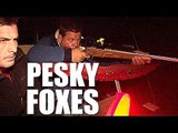 Fieldsports Britain : Digweed on foxes  (episode 203)