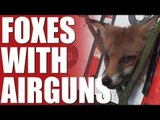 Fieldsports Britain - Foxes with airguns (episode 197)