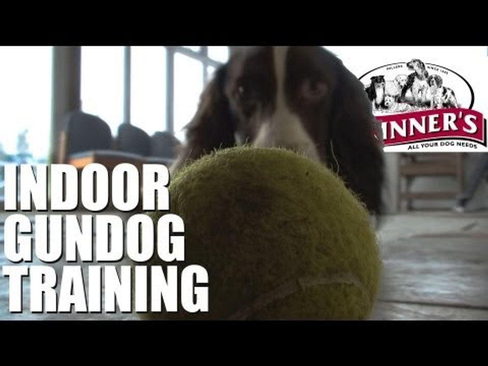Gundog training tips - Easy indoor training