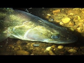 Zander and barbel fishing on the River Trent
