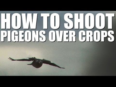 Shooting pigeons over standing crops - do's and don'ts