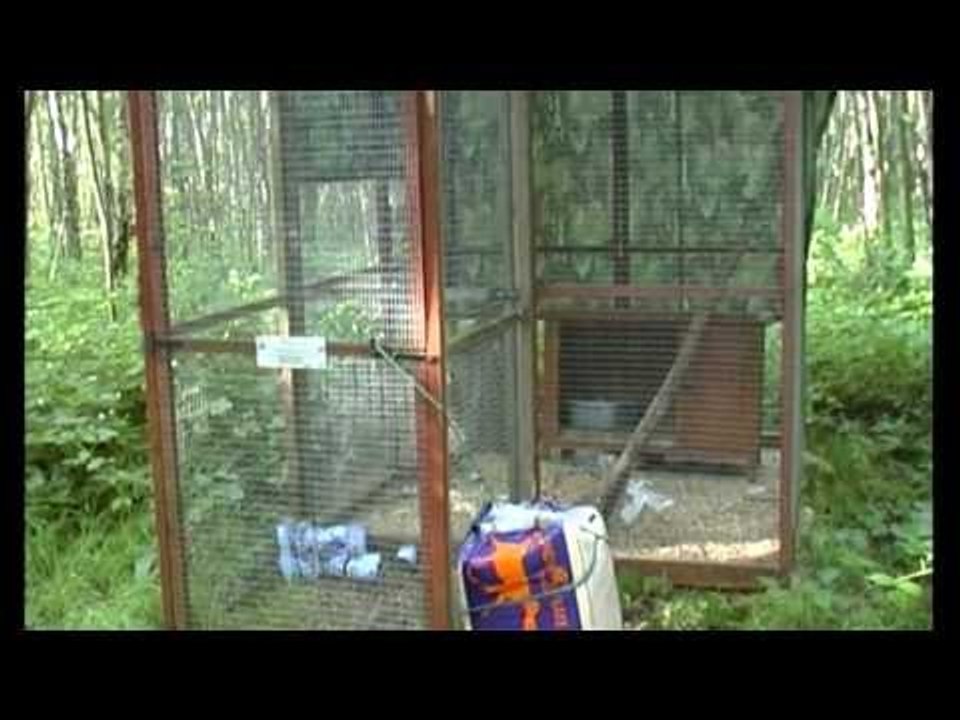 Fox charity dumps foxes in countryside