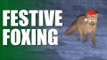 Fieldsports Britain - Festive Foxing  (episode 213)