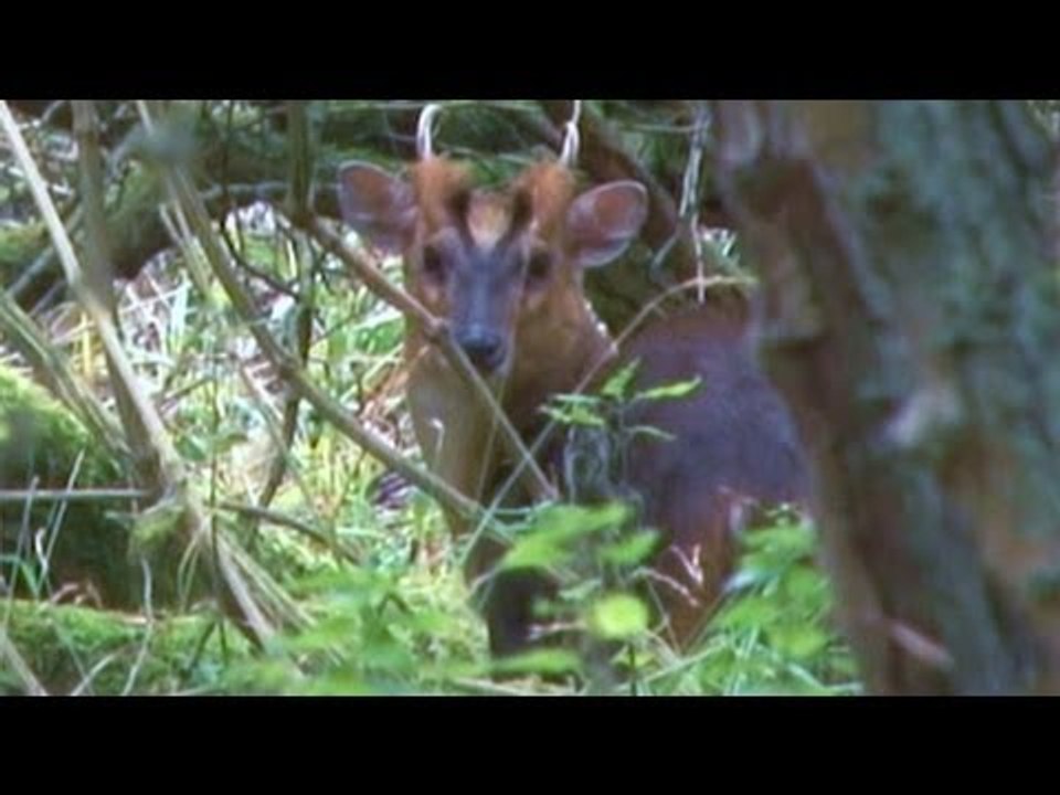 Calling in muntjac deer using a buttolo