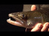 Fieldsports Britain - Zander, barbel, rats (with a digger), trout and game cookery