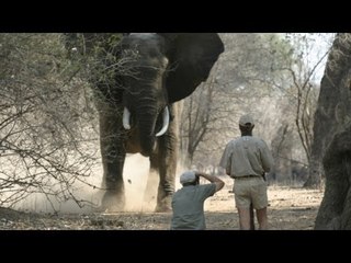 How to tell if an elephant is about to charge