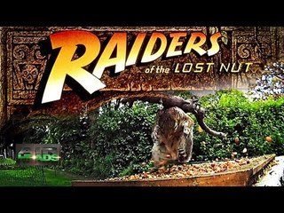 AirHeads - Raiders of the Lost Nut