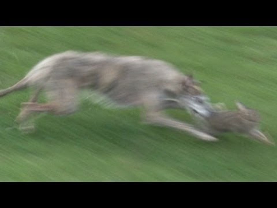 South Somerset Ferreters - a great family day out hunting rabbits