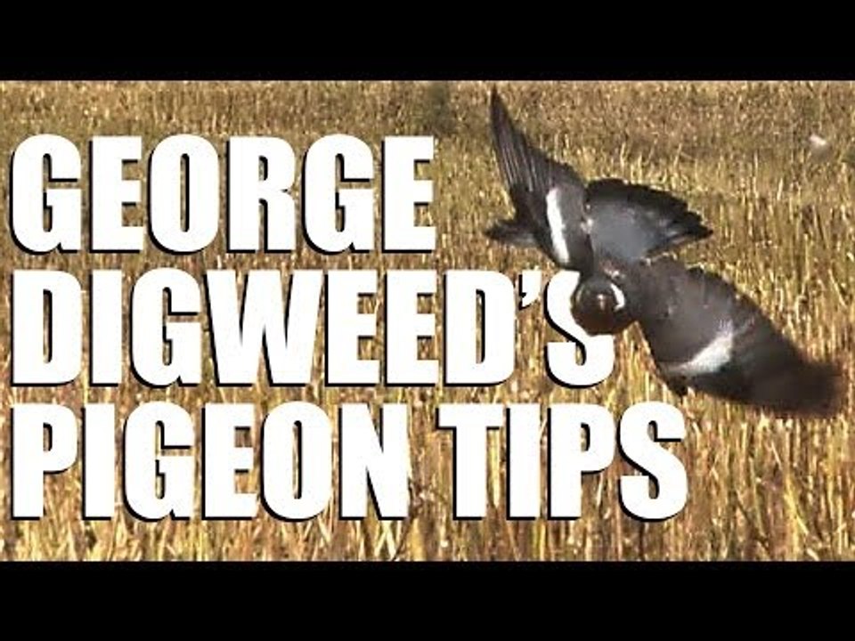 Fieldsports Britain - George Digweed's pigeon-shooting tips