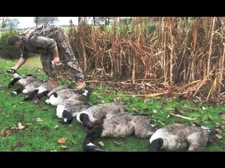 Goose shooting in Kent