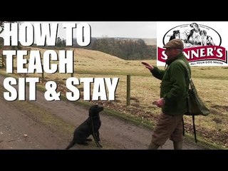 Gundog training tips - Sit and stay