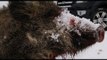 Shooting British wild boar in the snow + Ford Ranger test