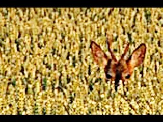 Head shot? Bucks in tricky positions