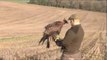 Hunting hares with a golden eagle
