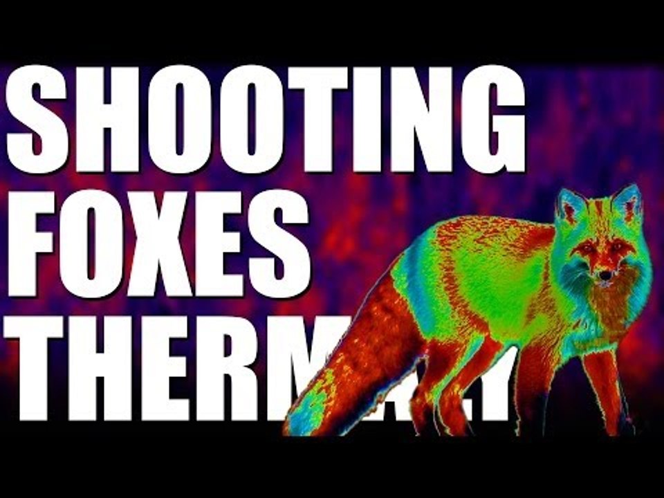 Fox shooting thermally