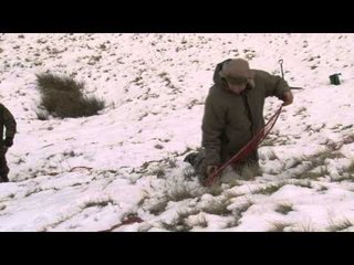 Taylor's Travels: working whippets