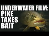 Underwater film of Pike Taking Dead Bait