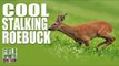 Fieldsports Britain - Cool Stalking Roebuck