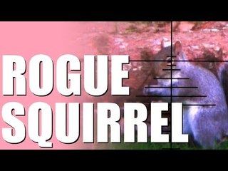Rogue squirrel! How to shoot pests with a pellet gun in your back garden