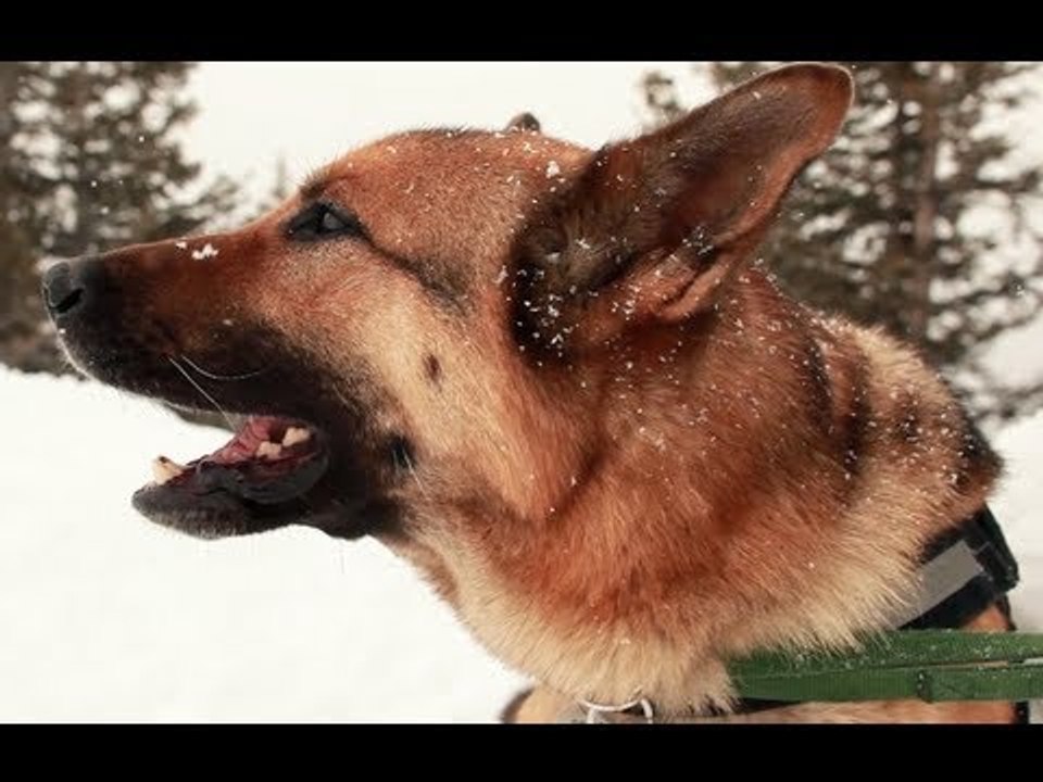 Avalanche Rescue Dogs