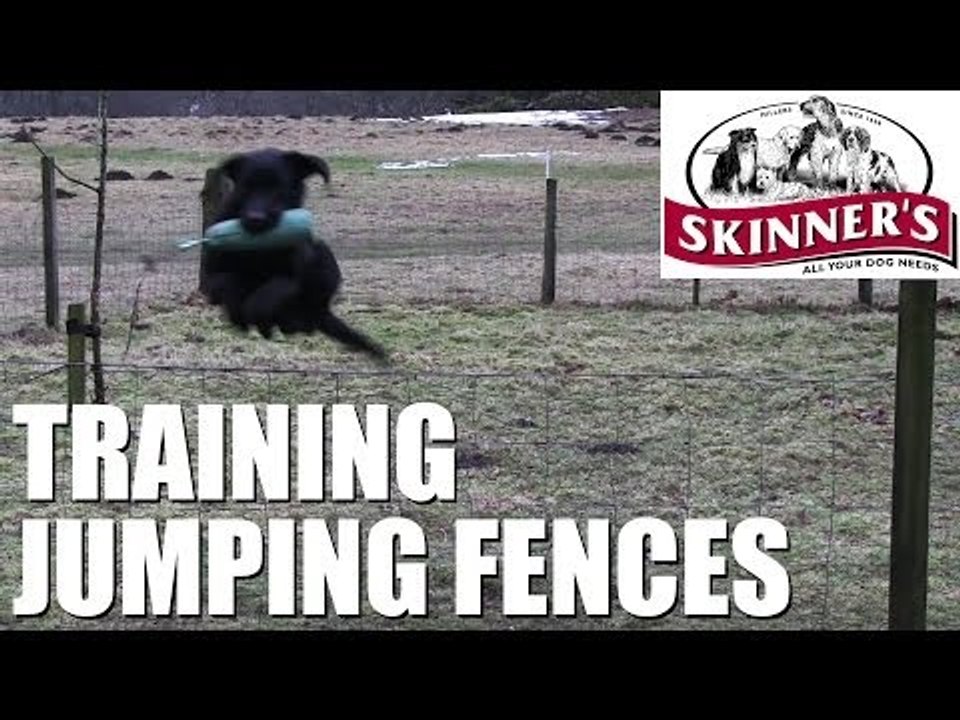 Gundog training tips - Jumping fences