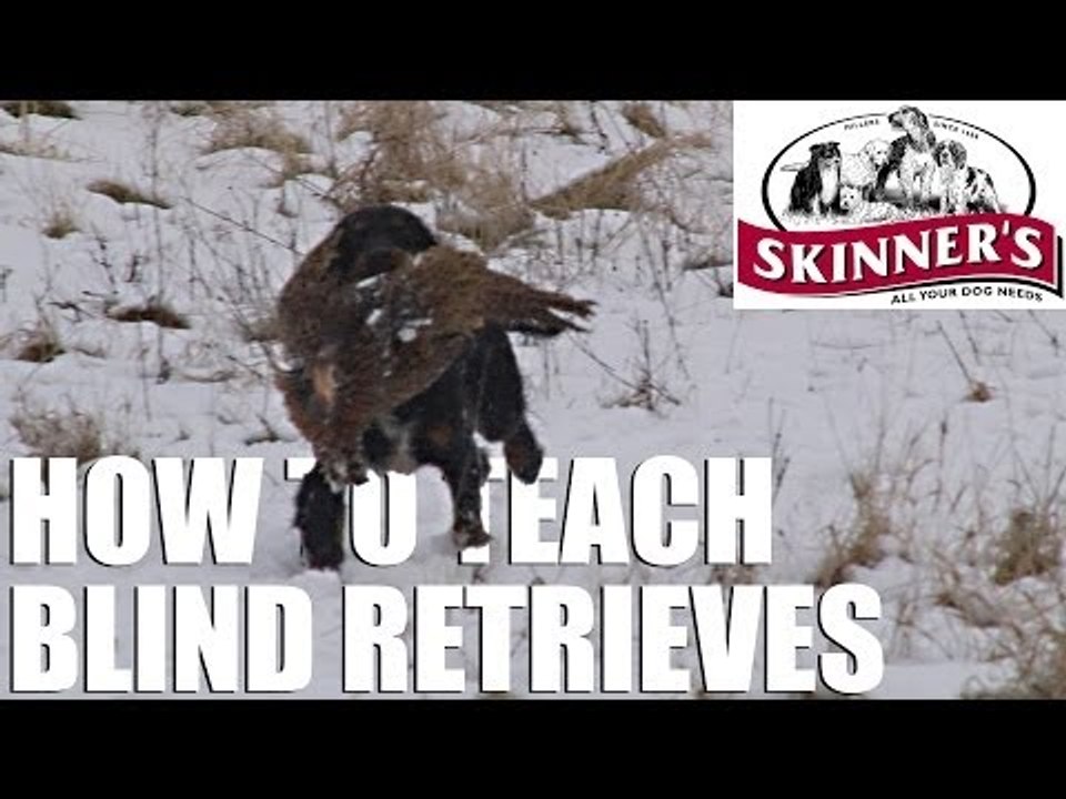 Gundog training tips - Teaching the blind retrieve