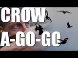 Fieldsports Britain - Pigeonshooting, and Crow's a-go-go   (episode 228)