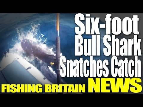 6ft Bull Shark Snatches Catch - Fishing Britain NEWS