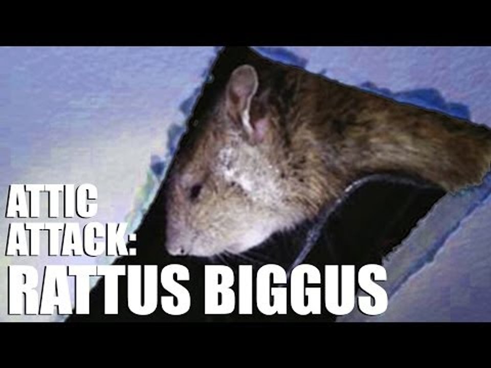 Fieldsports Channel News - Ratzilla