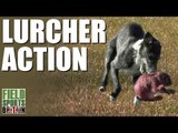 Fieldsports Britain - Lurcher action   (episode 223)