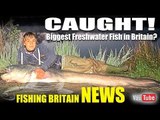 Biggest Freshwater fish in Britain CAUGHT! - Fishing Britain NEWS