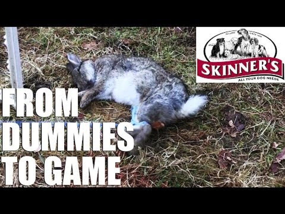 Gundog training tips - From dummies to game