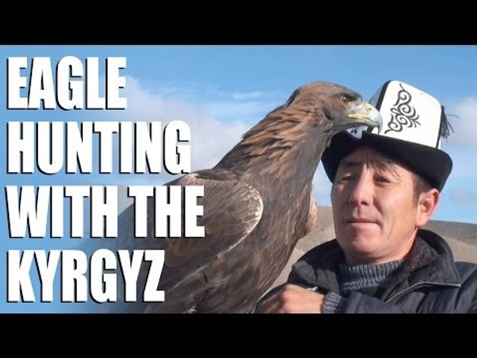 Dramatic hare hunting with a golden eagle