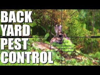 Airgun back yard pest control