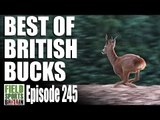 Fieldsports Britain - Best of British Bucks