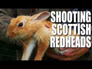 Shooting Scottish Redheads