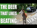 Fieldsports Channel News - the Deer that likes Beating