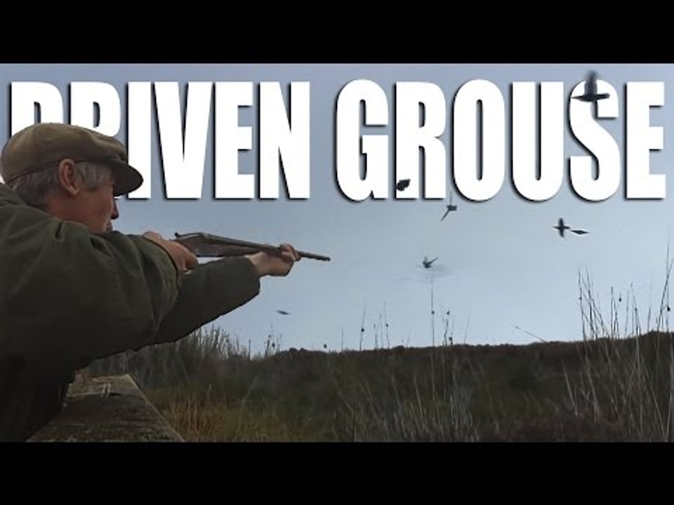 Driven Grouse Shoot in Cumbria