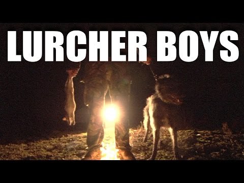 Lamping with Lurchers