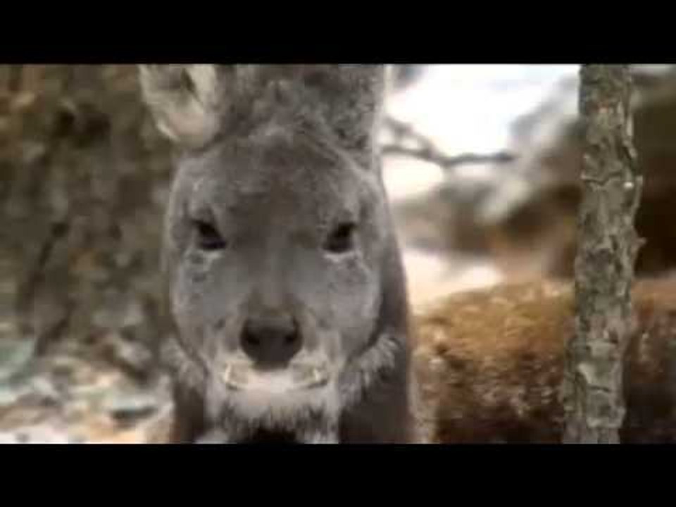 Blowing Up Wild Boar - Fieldsports Channel News
