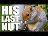 Squirrel's last nut... airguns