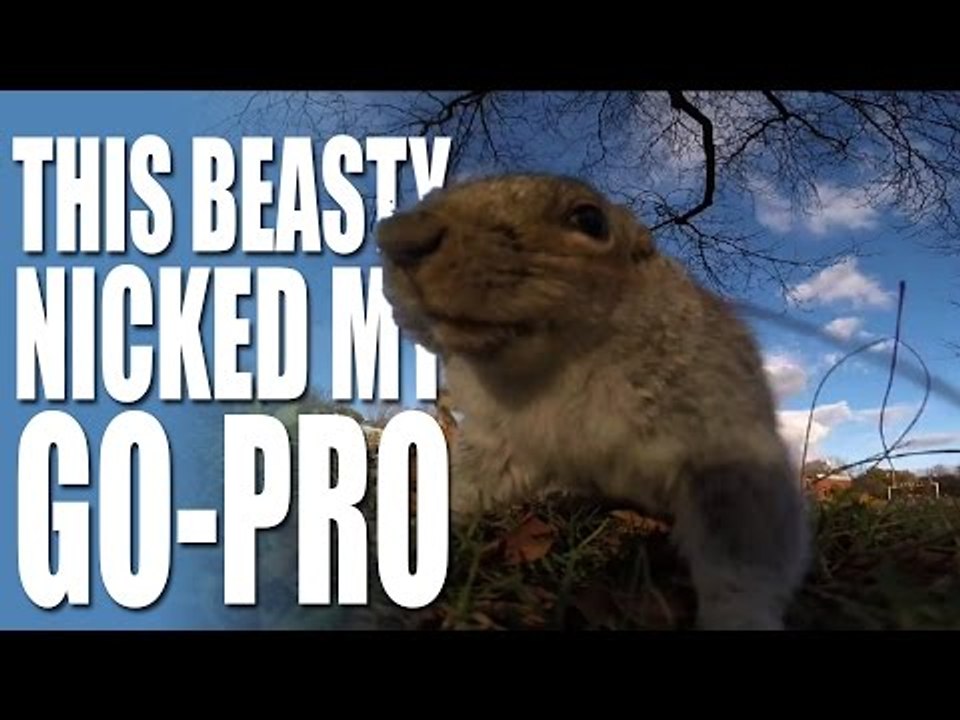 Squirrel steals GoPro - HotAir Airgun News