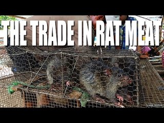 Fieldsports Channel News - the trade in rat meat